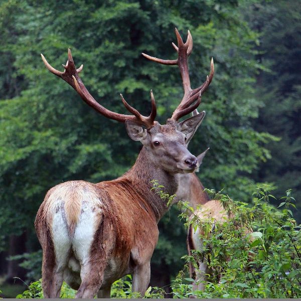 Rotwild: Luzerner Jäger verfehlen jährliches Jagdziel