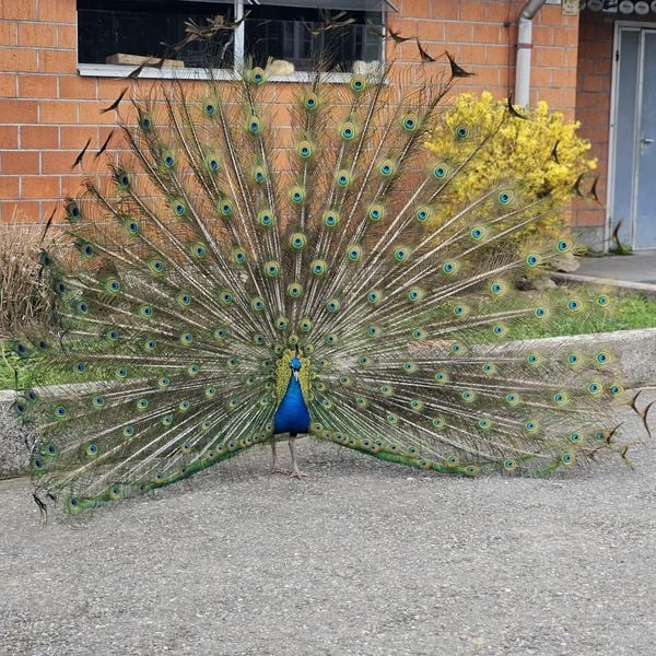 Tschau Pfau – Vogel verschwindet mysteriös in Rotkreuz