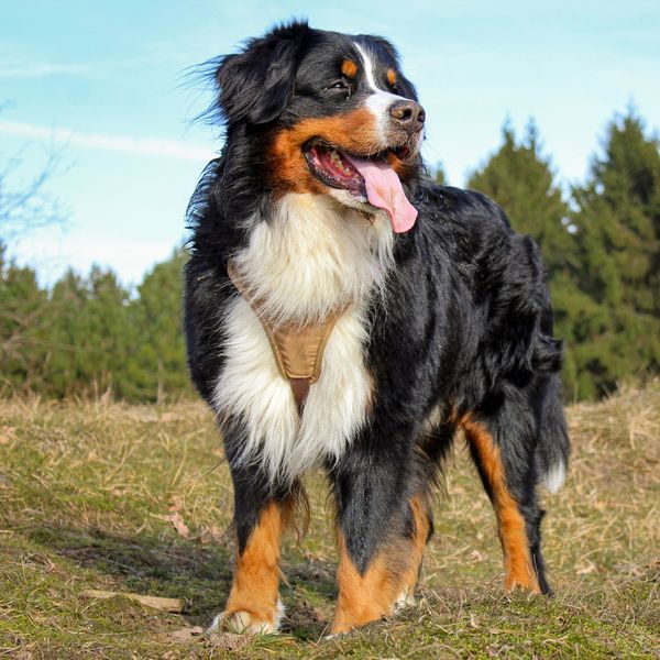 Für diese Hunde fällt in Luzern die Steuer