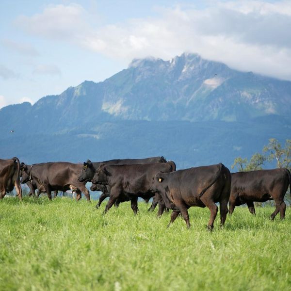 Frühling auf dem Hof: Wenn die Kühe plötzlich tanzen