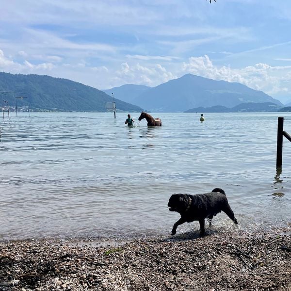 Gerüchte um Zuger Badeplatz: Sind Hunde nun verboten?