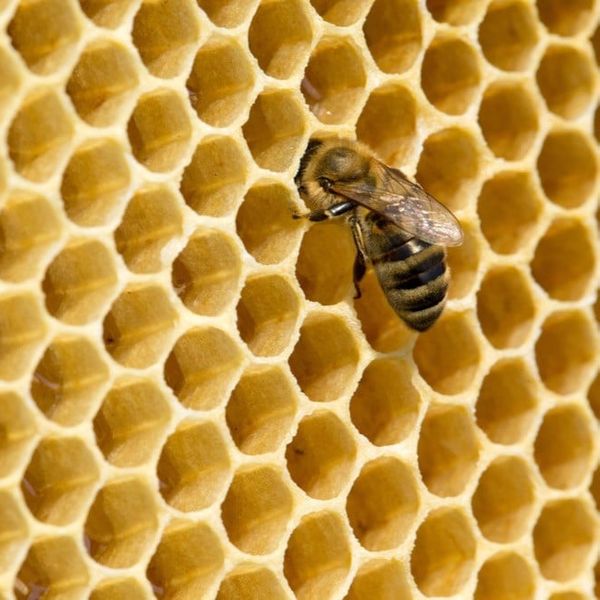 Sauerbrut wütet in Unterägeris Bienenstöcken