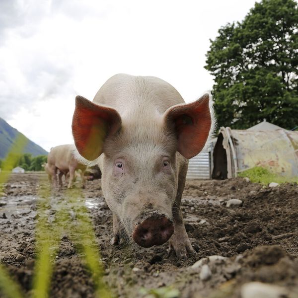 Erstmals hats mehr Menschen als Schweine in Luzern