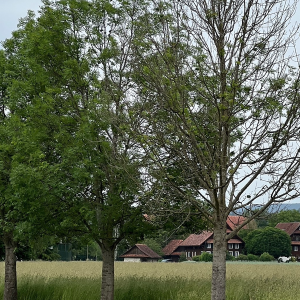 Im Kanton Zug heisst es «Baum fällt»