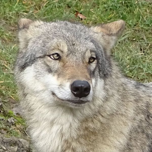 In Eschenbach geht ein Wolf um