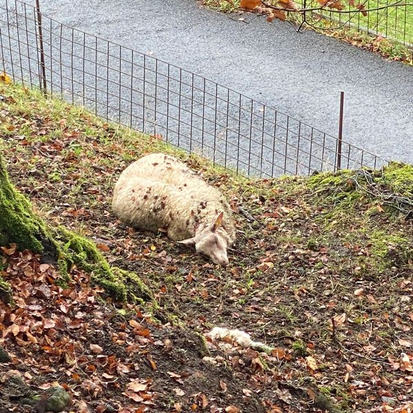 Ein Hund hat oberhalb der Stadt Zug mehr als zehn Schafe gerissen