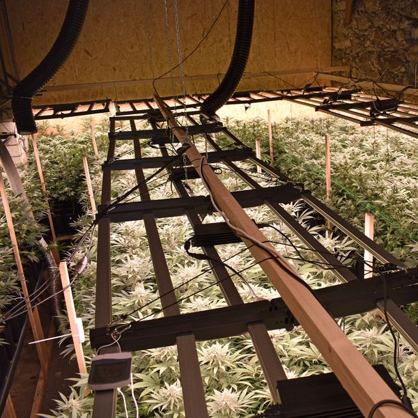Illegale Hanf-Anlage in Altwis entdeckt