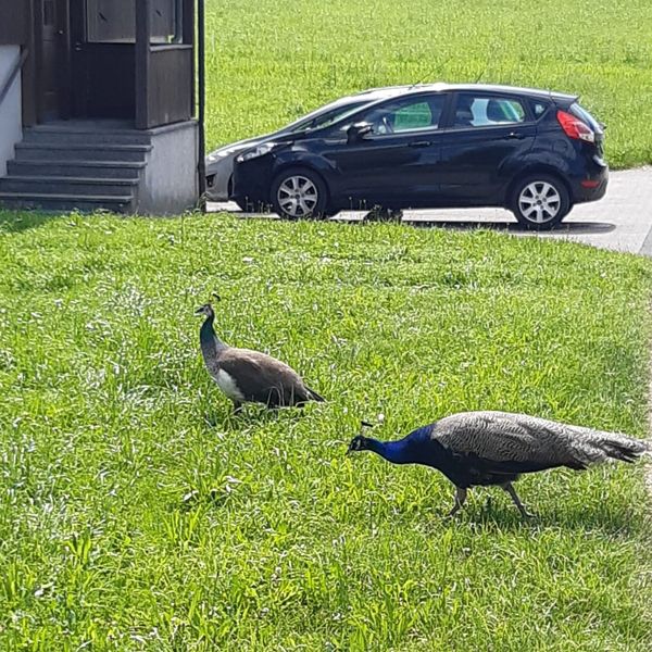 Toter Pfau in Rotkreuz: Happy End für Bauer