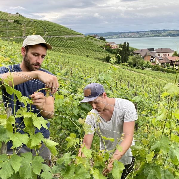 Zwei Luzerner fanden am Bielersee die Narrenfreiheit auf einem Weingut