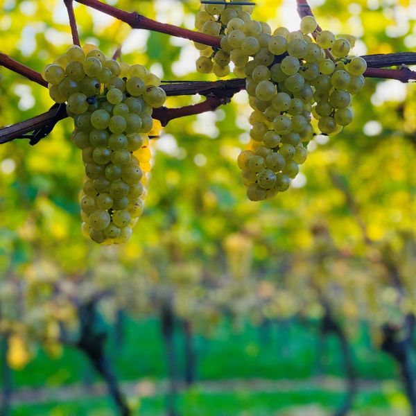 Weniger Wein aus Luzern wegen Kälte, Nässe und Vögeln