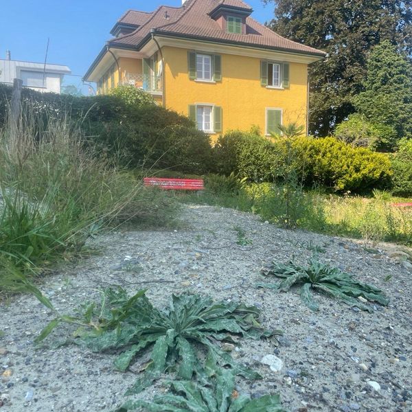 Luzerner Obergrund-Quartier wundert sich über «Blumenwiese»