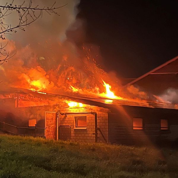 Scheune brennt – dutzende Tiere sterben in Flammen