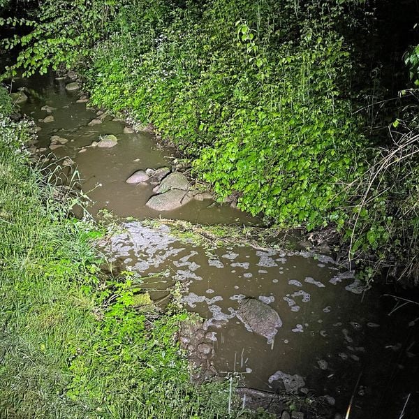 Auf Hunderten Metern mussten alle Fische sterben