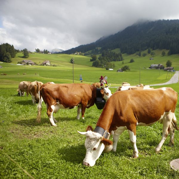 Tierschutz: Straffälle nehmen zu