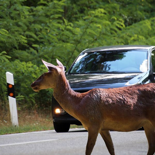 Taucht ein Reh auf, werden Zuger Autofahrer jetzt gewarnt