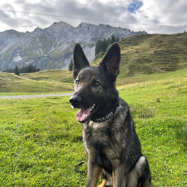Polizeihund Lago fasst mutmasslichen Dieb