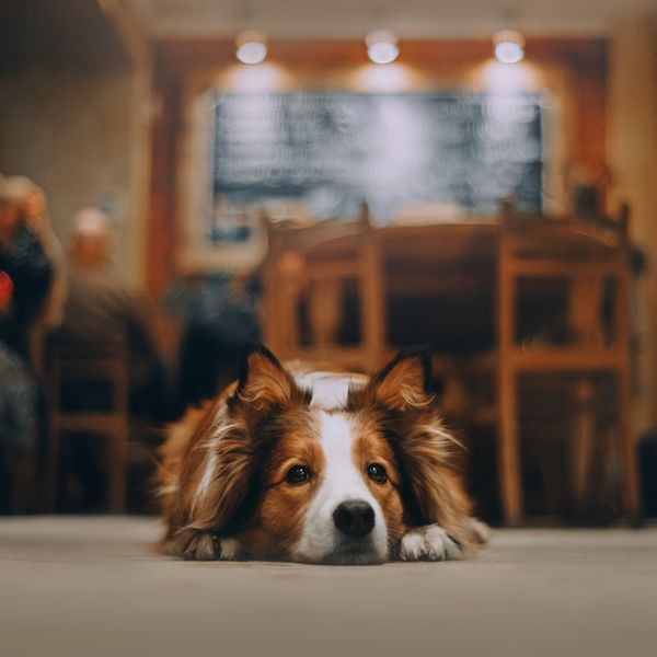 In diesen Zuger Restaurants sind Hunde unerwünscht