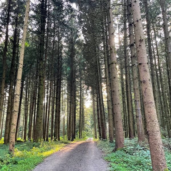 Freizeitspass gegen Wildschutz: Wem gehört der Wald?
