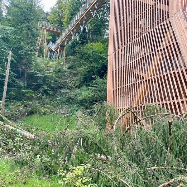 Schlaufensteg: Tanne donnert direkt neben Turm zu Boden