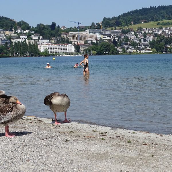 Graugänse sorgen für viel Kot an Luzerner Seeufern