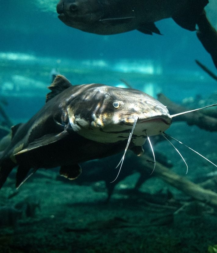 Riesenfisch im Zugersee: Sichtung heizt Gerüchte an