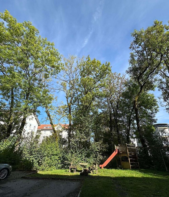 Gefahr für Quartier: Kriens fällt mehrere Bäume