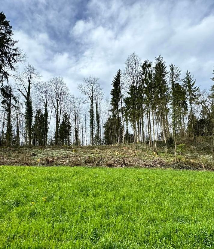 Viele Bäume gefällt – was geschieht in diesem Zuger Wald?