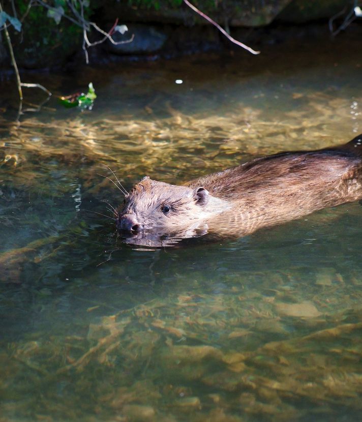 Wegen dieses Nagers müssen Hunde in Baar an die Leine
