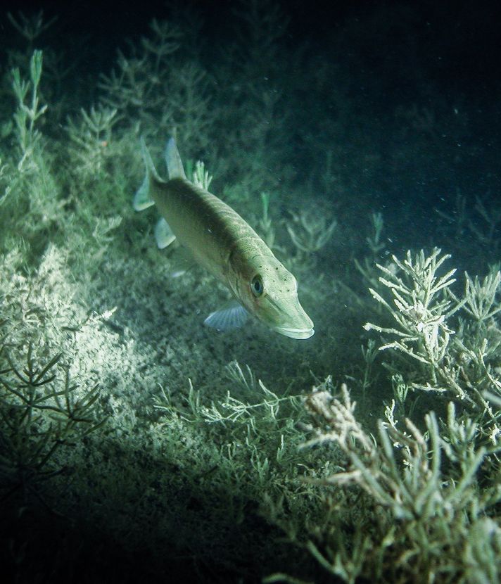Chemikalien im See: Zuger Berufsfischer sind besorgt