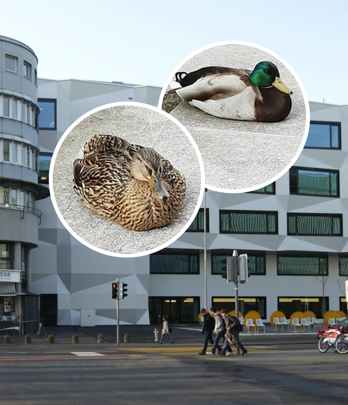 Das sind die niedlichsten Studenten der Uni Luzern