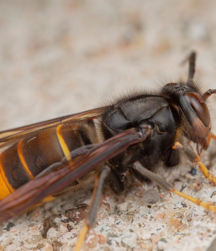 Invasive Tierart nistet sich im Kanton Luzern ein