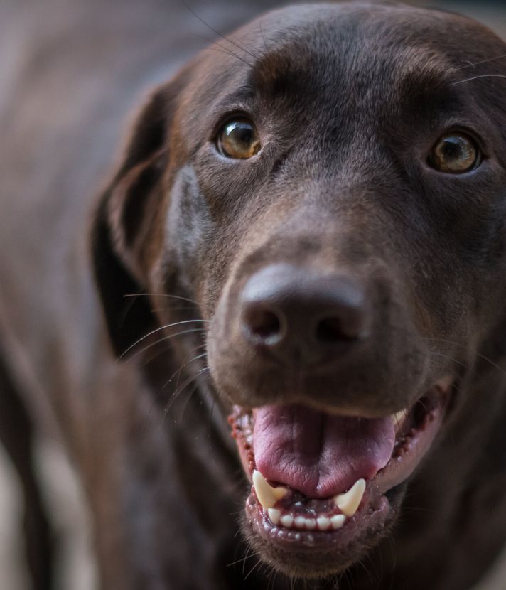 Stiftung will Labrador zurück – nur lebt der nicht mehr