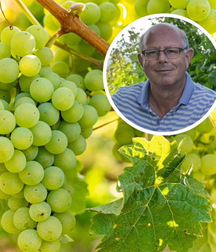 Nasser Spätsommer: Zentralschweizer Winzer bibbern um Ernte
