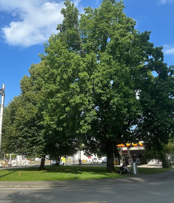 Baumfällungen empören Krienser – Kanton erklärt sich