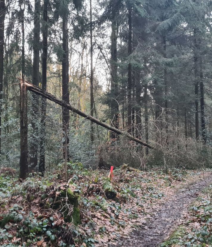 Für die Luzerner Förster beginnt nun der Kampf gegen den Borkenkäfer