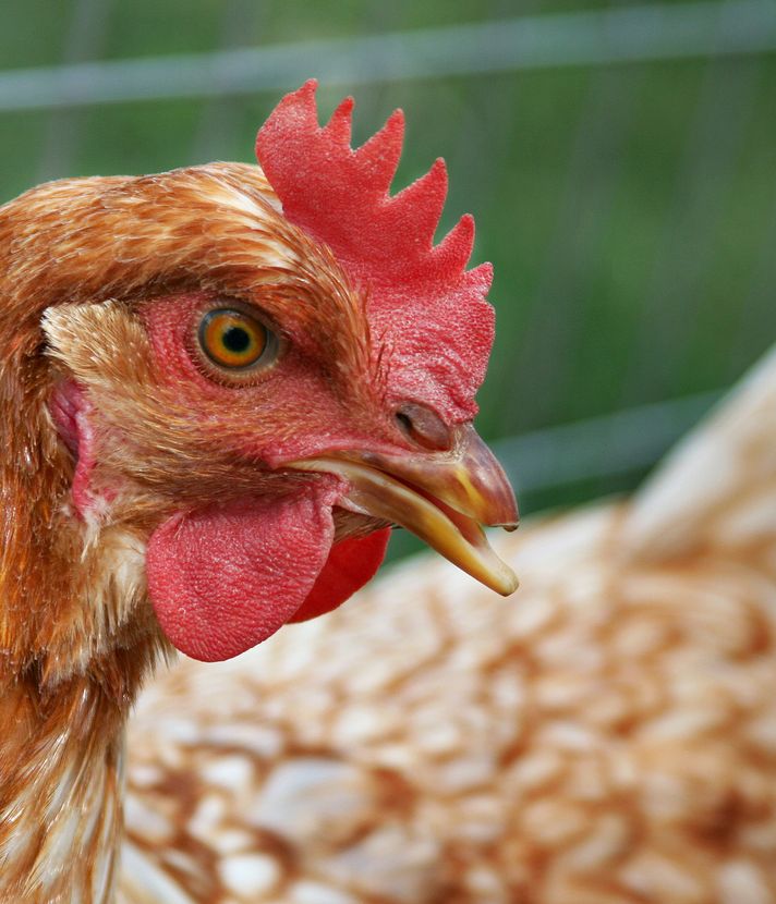 Kriens: Kuriose Geschichte um ein Huhn im Bellpark