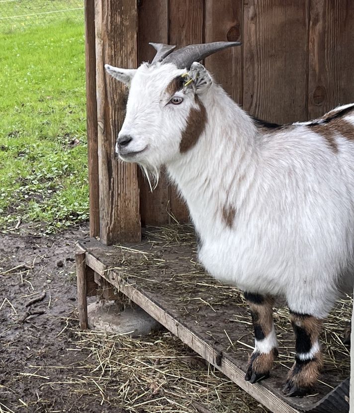Vier Familien führen nun den Kleintierpark Zunacher