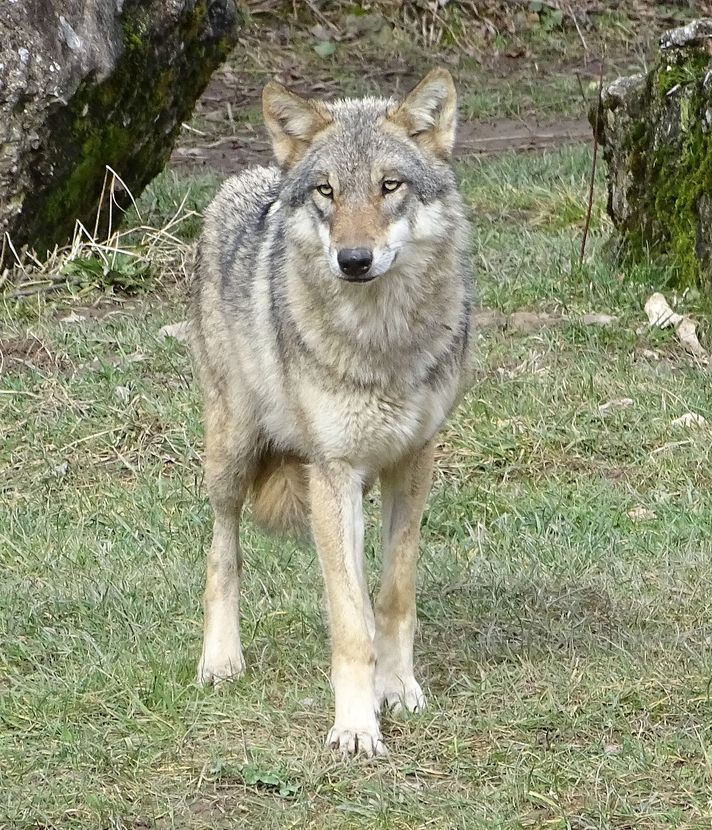 Mehrere Personen haben in Oberägeri einen Wolf gesehen