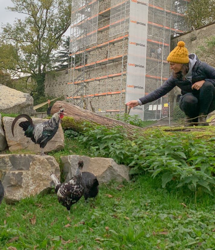 Stadtluzerner Güggel suchen neues Zuhause