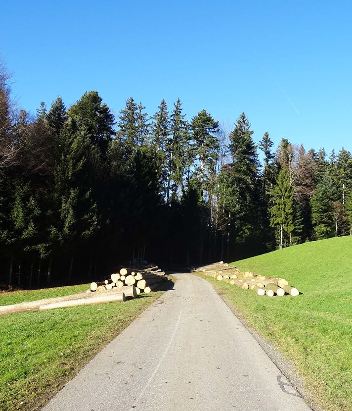 Waldstrasse auf dem Sonnenberg wird komplett gesperrt