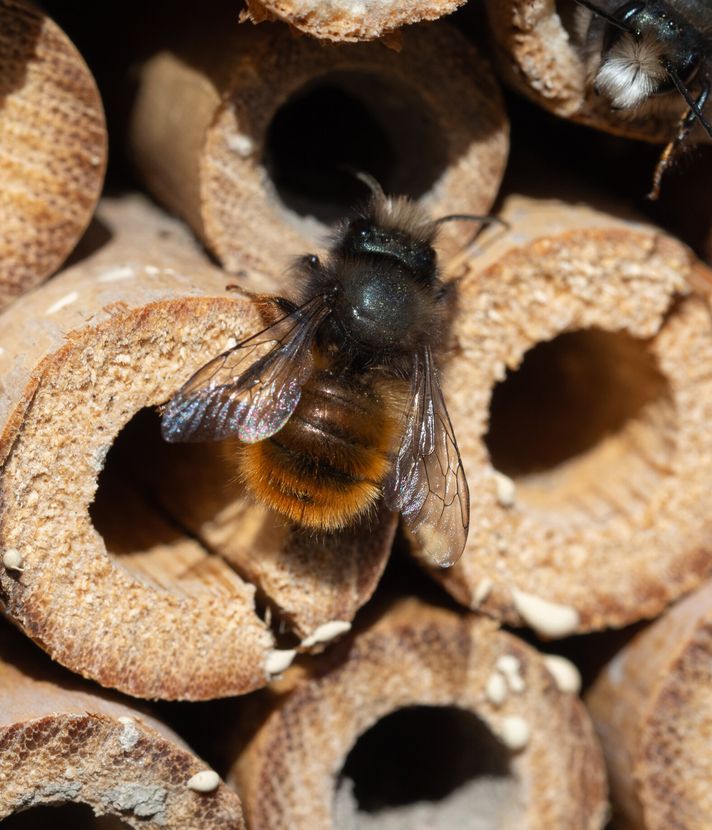 Cham soll zum Paradies für Wildbienen werden