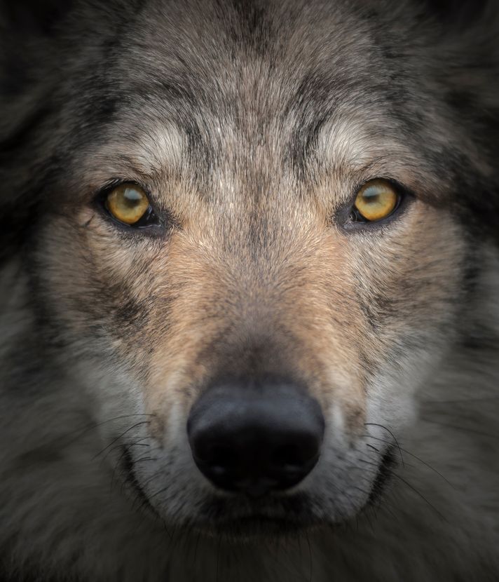 Trotz Rissen: Dem Luzerner Wolf geht es nicht an den Pelz