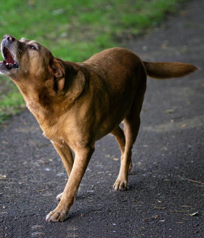 Immer mehr aggressive Hunde in Luzern