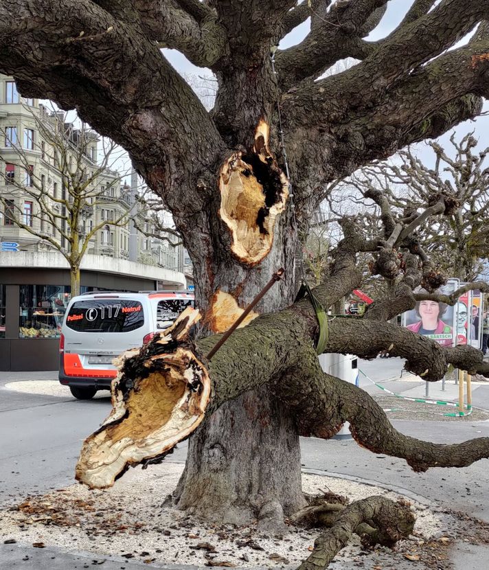 Baum am Schweizerhofquai muss nach Unfall gefällt werden
