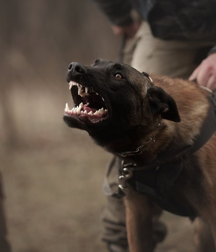Polizeihund-Attacke: Polizist und Gebissener vor Gericht