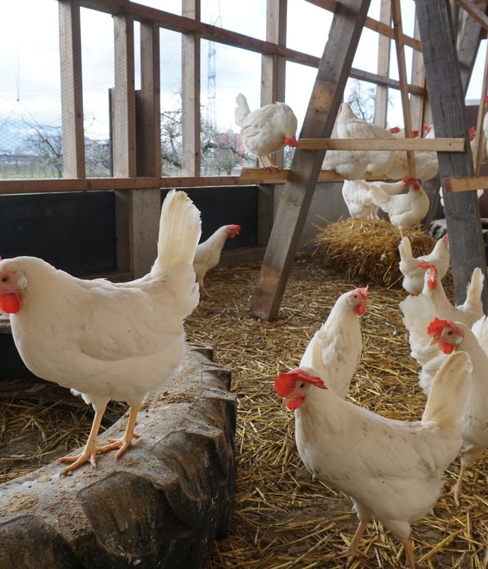Hühner dürfen bald wieder raus: Das halten Zuger Bauern davon