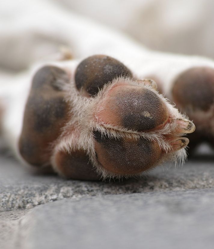 Hund qualvoll gestorben – Luzerner Halterin vor Gericht