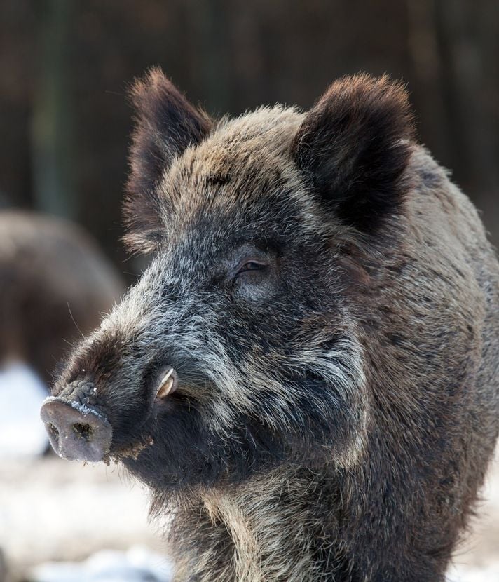Meggen in heller Aufregung: Die Wildschweine kommen