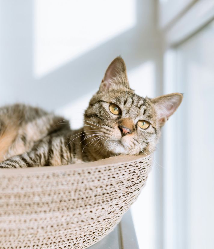 So spektakulär wurde Kater Fritz in Baar gefangen