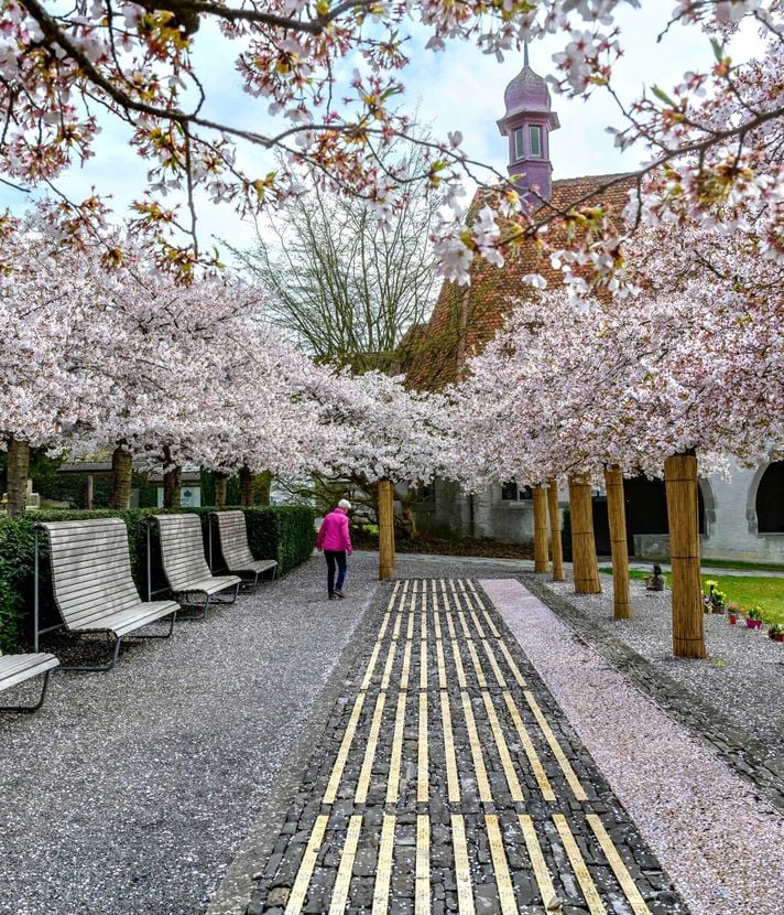 Mit dieser Karte findest du die schönsten Kirschblüten